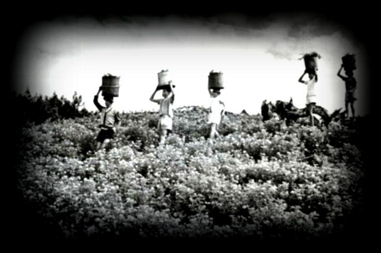 Champs-geranium-ferblanc1280x850-3-1-1024x680