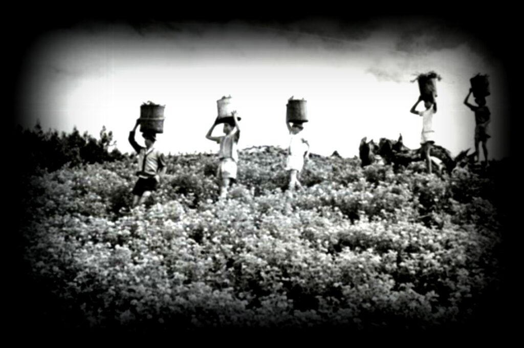 Champs-geranium-ferblanc1280x850-3-1-1024x680