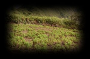 Cmaps-geranium-piton-fouger-1280x850