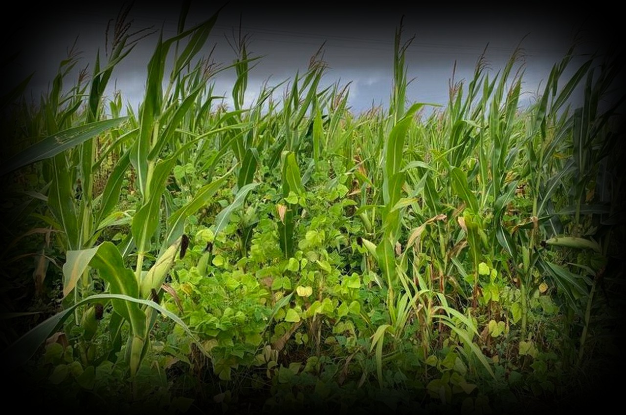 la-jeunesse-alcipe-1280x850