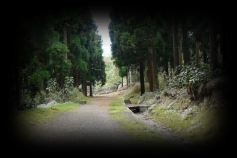 le-chemin-des-cryptomeria-1280x850