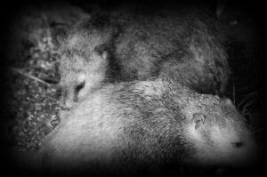 zistoire-chasseur-tangue-1280x850