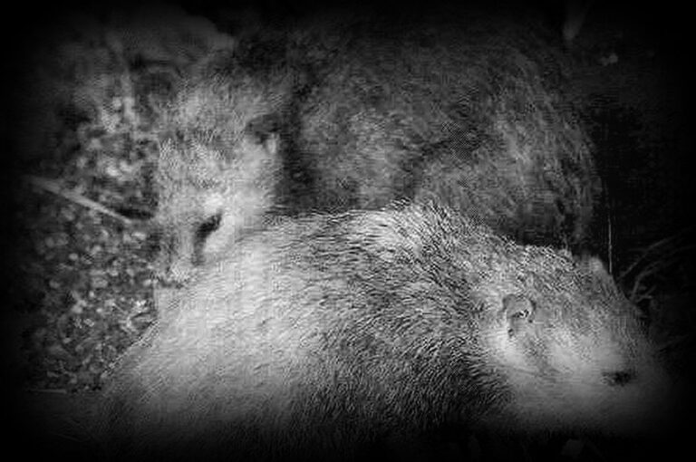 zistoire-chasseur-tangue-1280x850