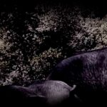 zistoire-cochon-1280x850