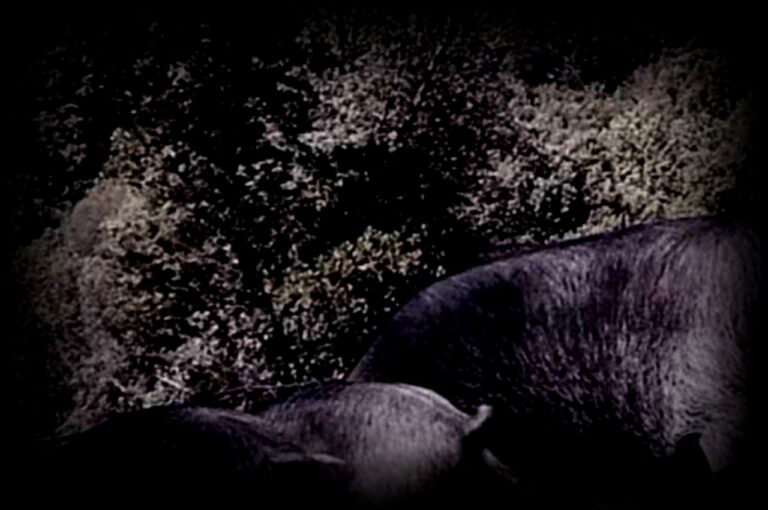 zistoire-cochon-1280x850